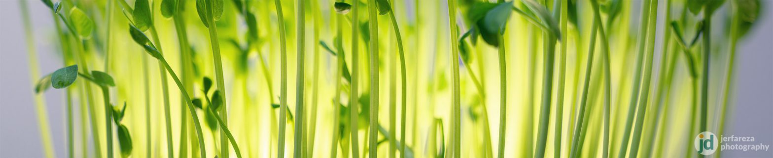 Stiched a few frames to get this wide watercress macro.