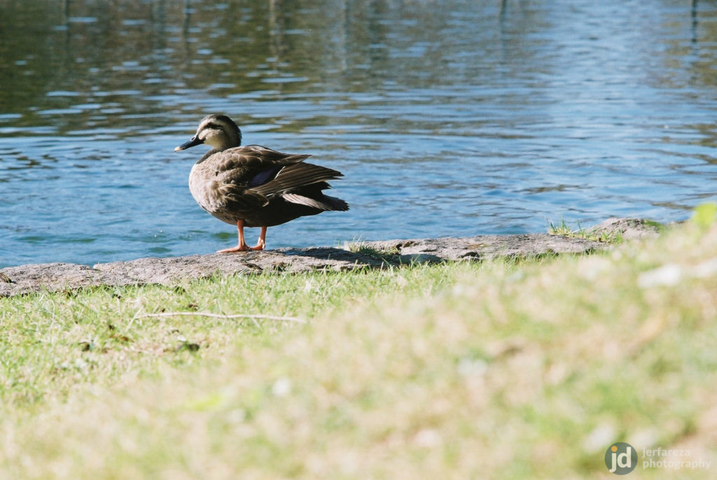 Lens Review] Pentax SMC Takumar 135mm f/3.5 - Blog