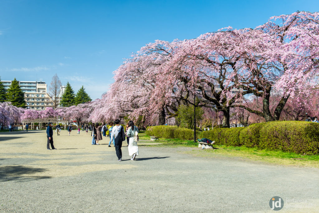 The Best Places to See Sakura in Sendai - Blog