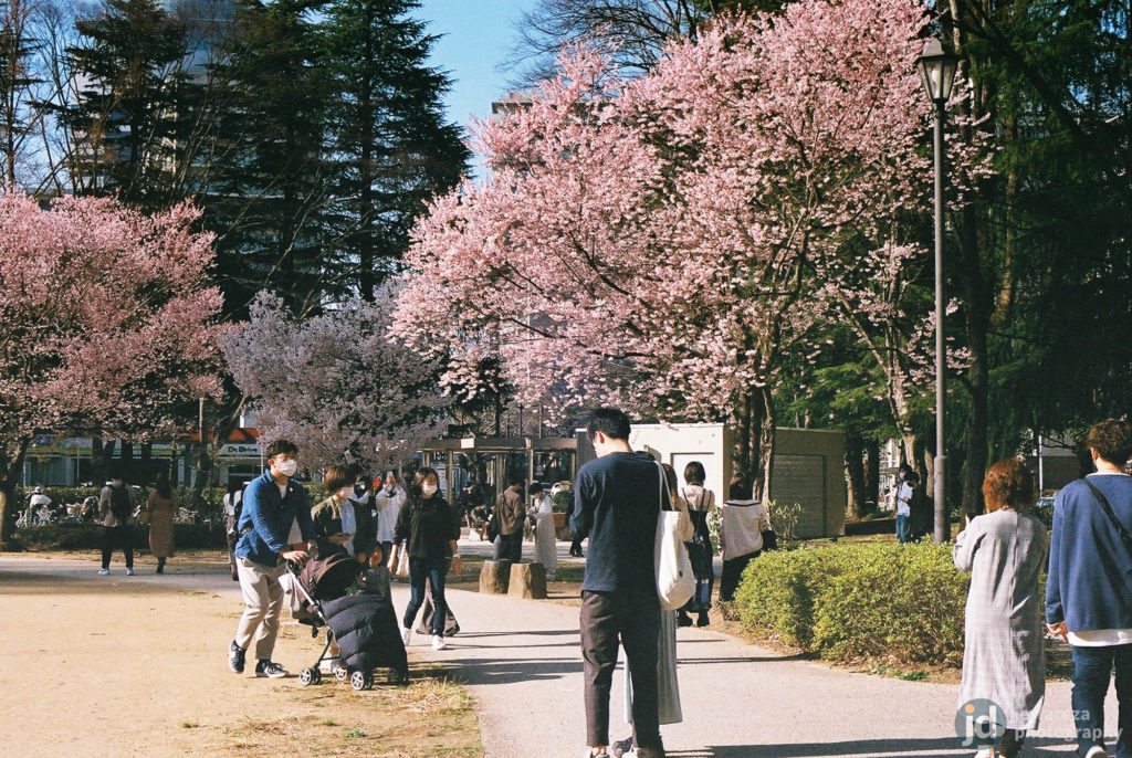The Best Places to See Sakura in Sendai - Blog