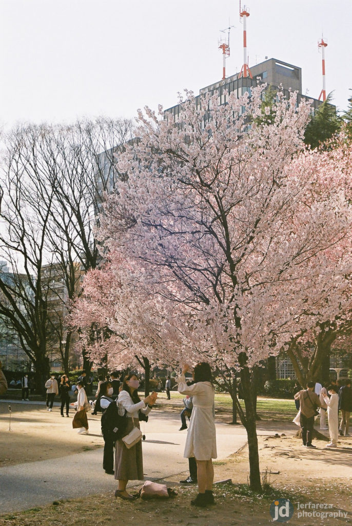 The Best Places to See Sakura in Sendai - Blog