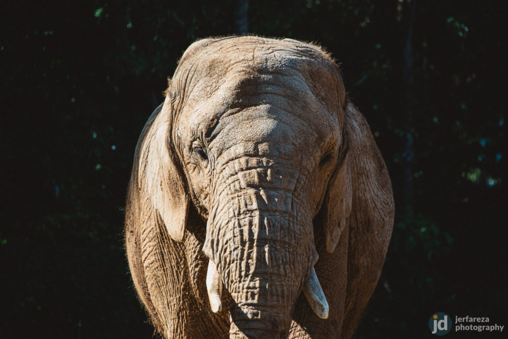 Nikon 28-300mm f3.5-5.6 AF-S VR Review: One Lens to Rule